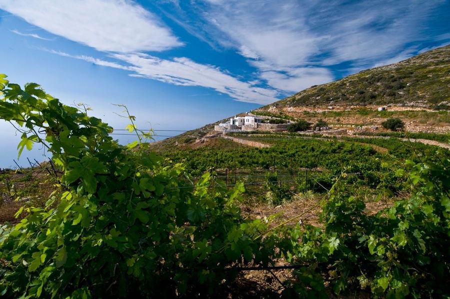 branch of vine leaves in the background of blue sky, vineyards and 'Manalis Winery'
